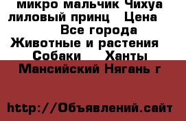 микро мальчик Чихуа лиловый принц › Цена ­ 90 - Все города Животные и растения » Собаки   . Ханты-Мансийский,Нягань г.